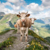 Wohnmobilbanner Staunende Kuh auf dem Berg