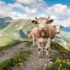 Wohnmobilbanner Staunende Kuh auf dem Berg