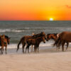Wohnmobilbanner Pferde Strand Sonnenuntergang