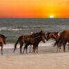 Wohnmobilbanner Pferde Strand Sonnenuntergang